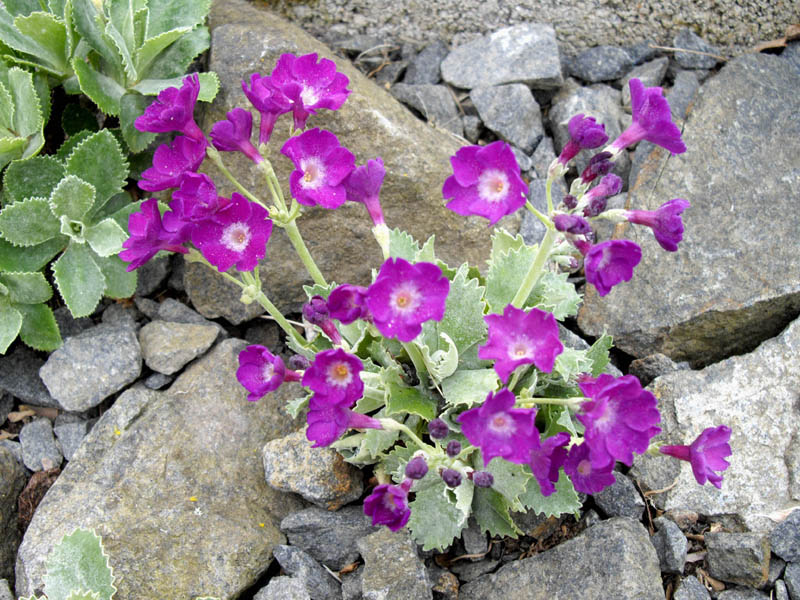 Primula marginata 'Fred Salter' photo